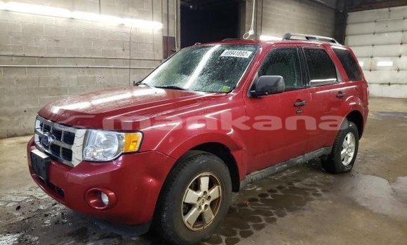 Buy Used Ford Escape Red Car in Tbilisi in Tbilisi Buy Used Ford Escape Red Car in Tbilisi in Tbilisi