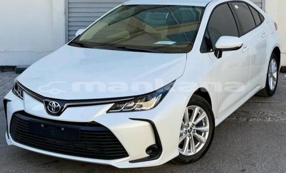 Buy Used Toyota Corolla White Car in Tbilisi in Tbilisi